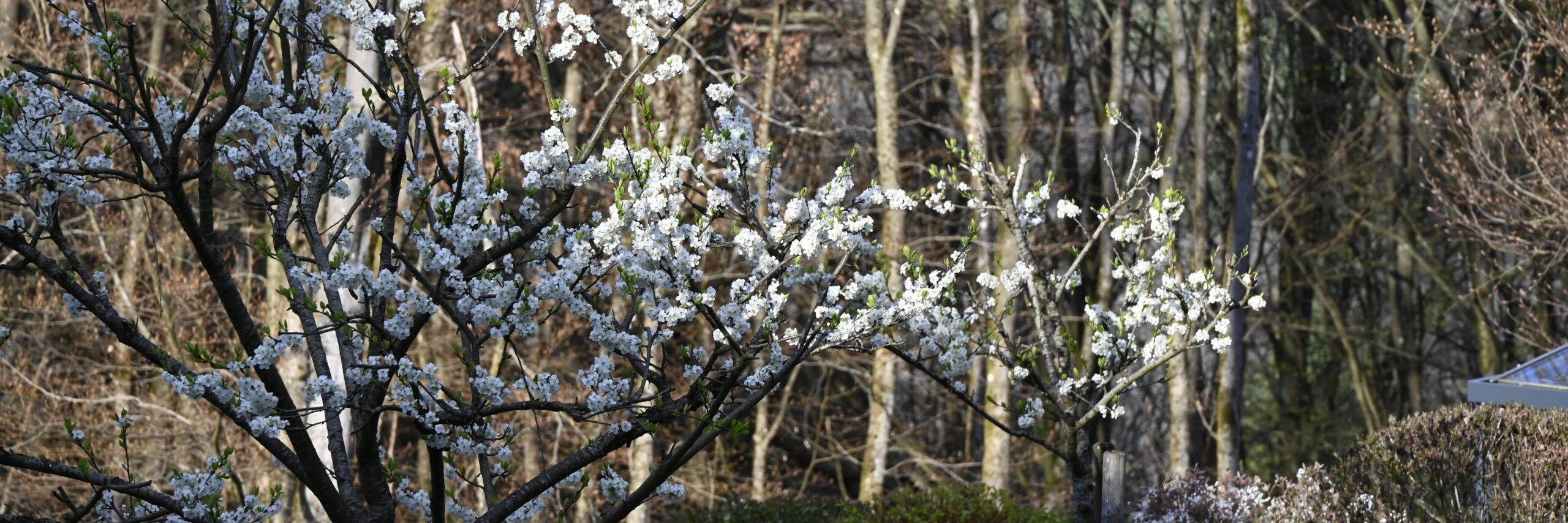 Ein bühender Zwetschgenbaum, teilweise ins Licht getaucht