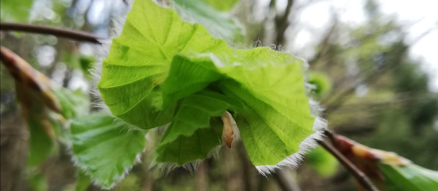 Aufspringende Buchenblätter