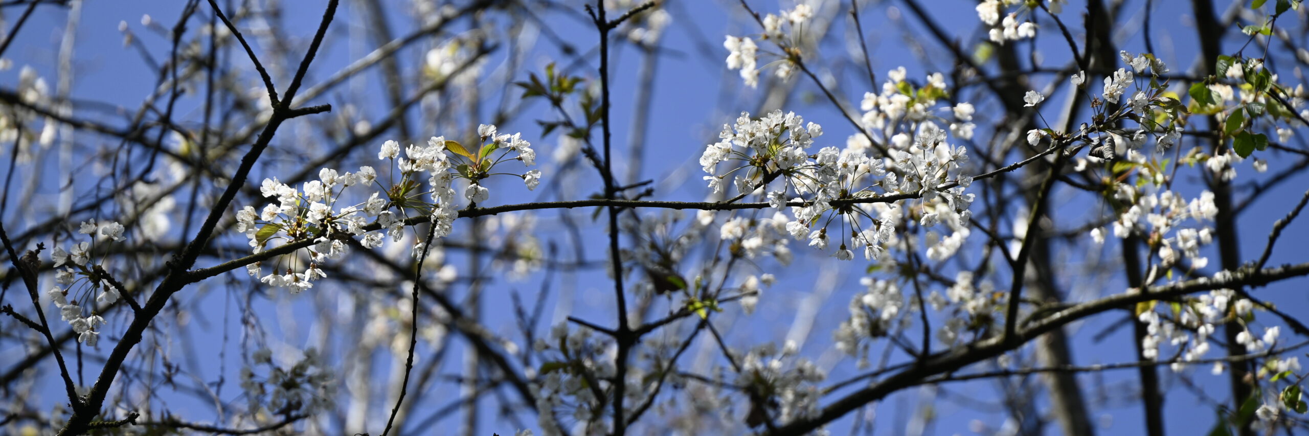 Kirschblüten vor blauem Himmel