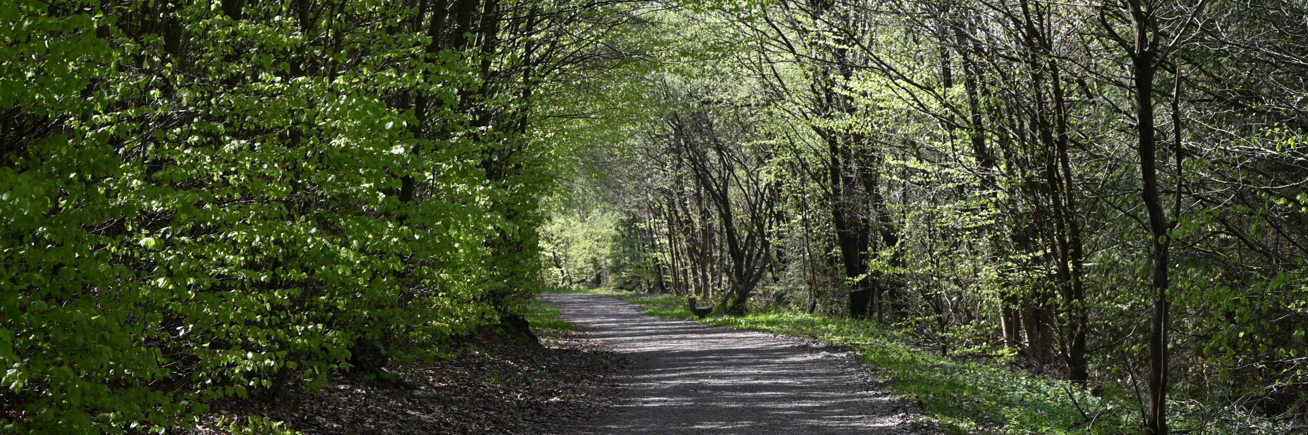 Waldweg im Frühjahr