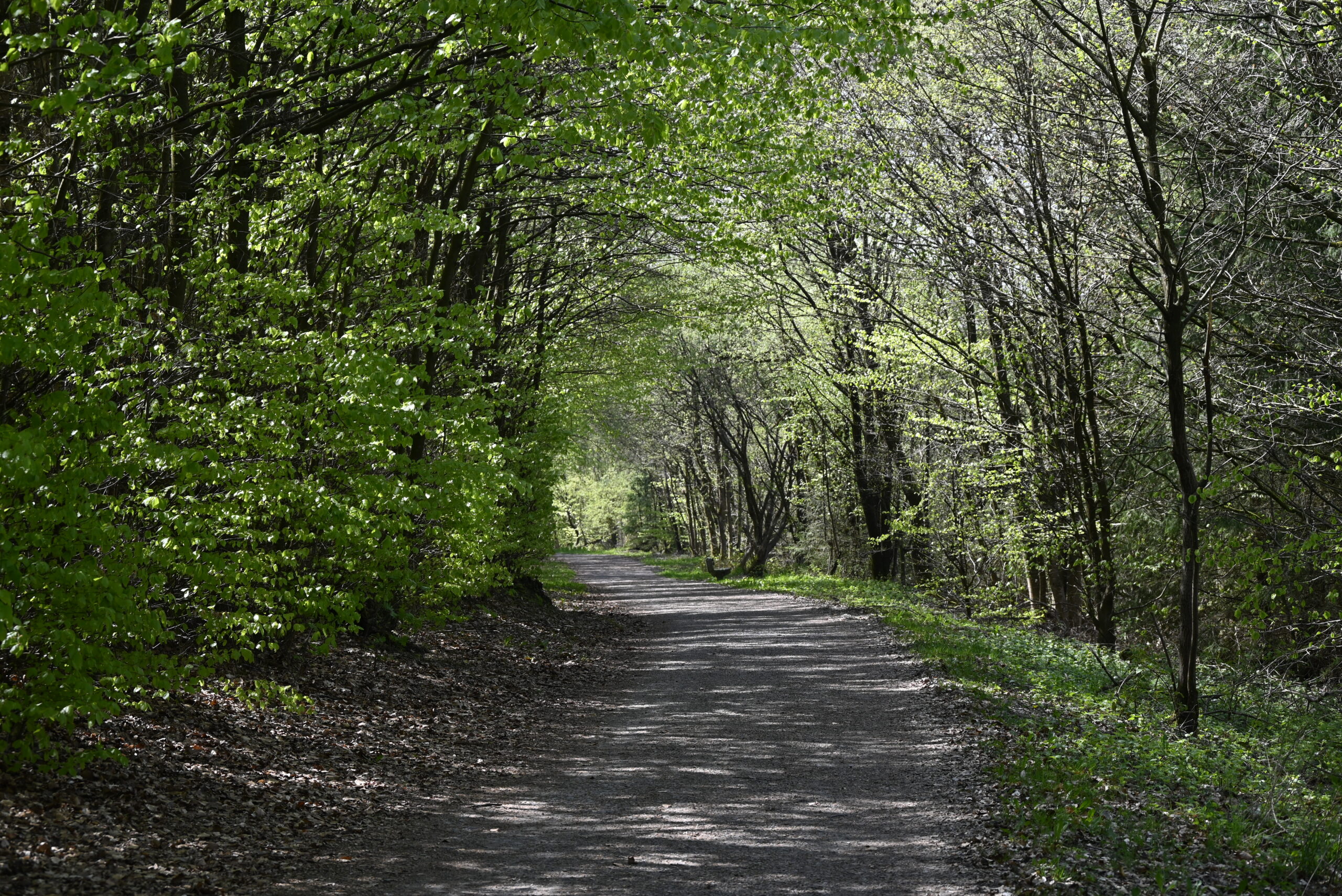 Waldweg im Frühjahr