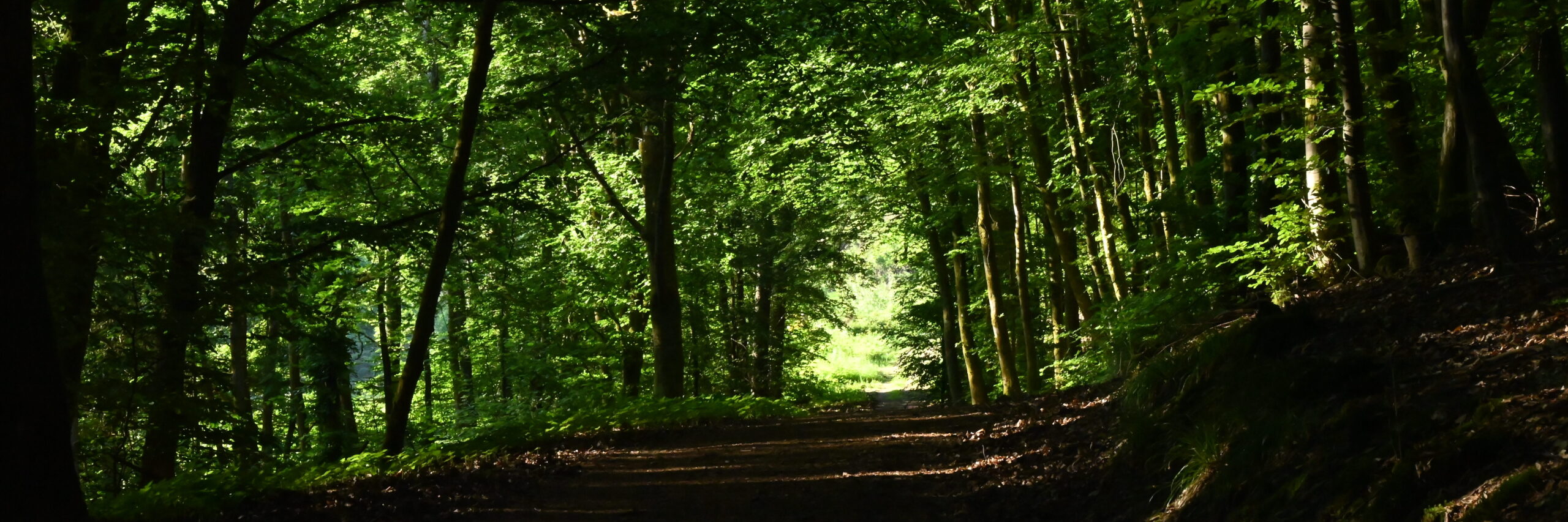 Waldweg mit Lichtflecken