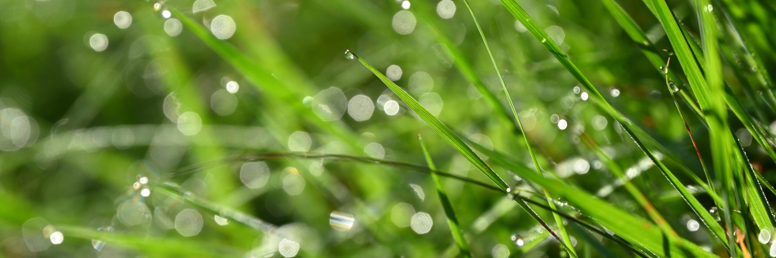 Grashalme mit Wassertroffen