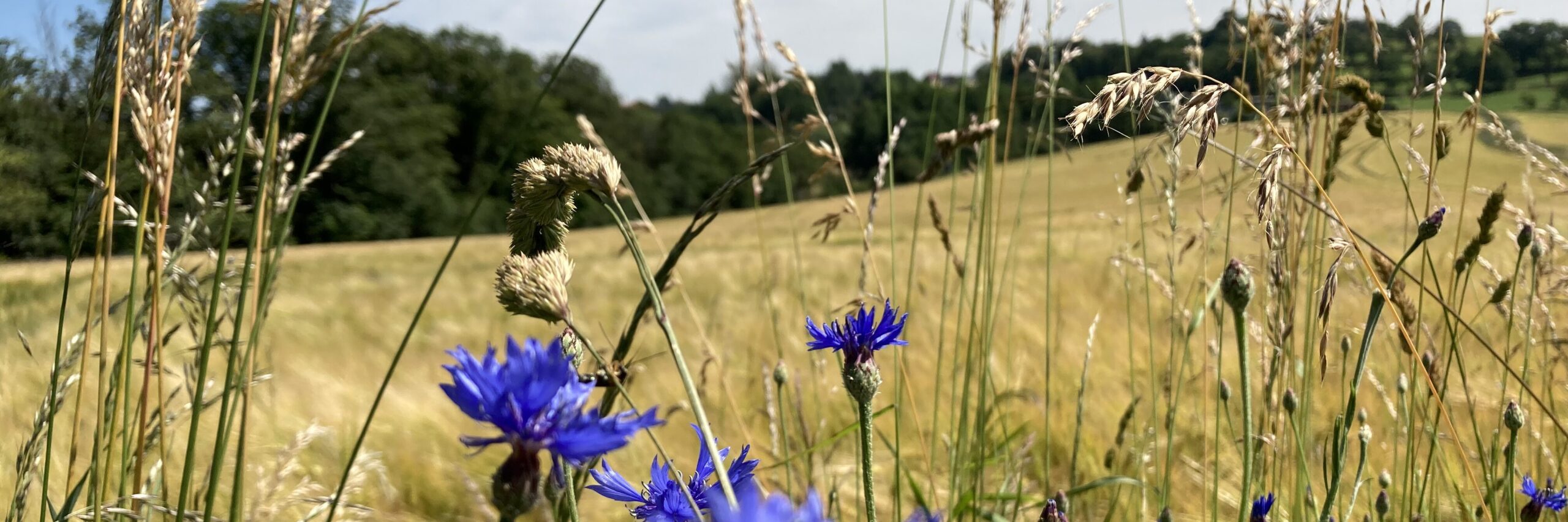 Kornblumen vor Gerstenfeld
