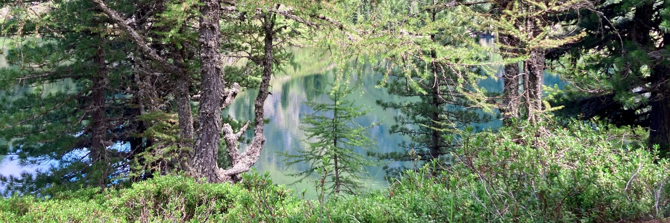 Bäume vor Wasserspiegelung