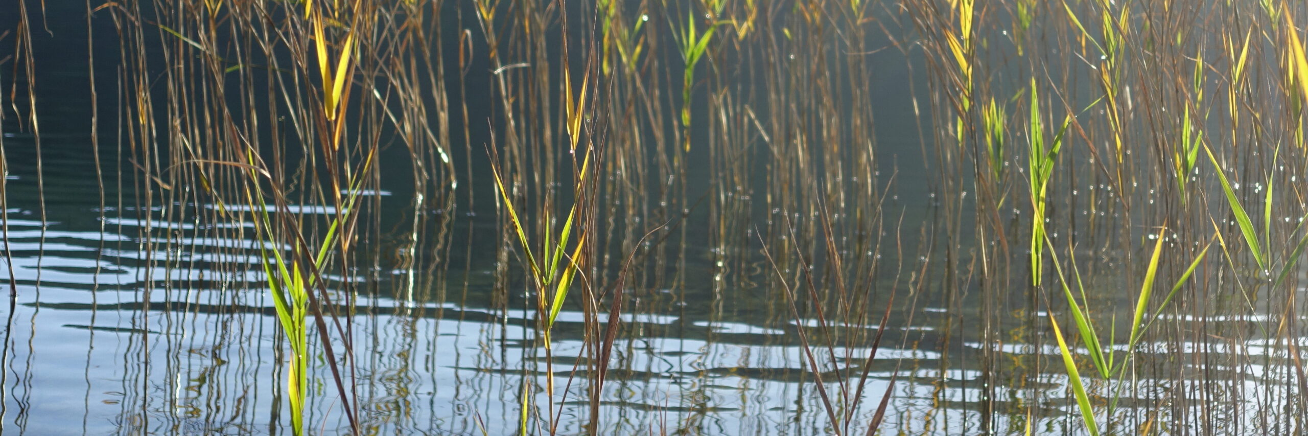 DSC01226 Schilf im Gegenlicht, das Wasser in dem das Schilf schlägt leichte Wellen