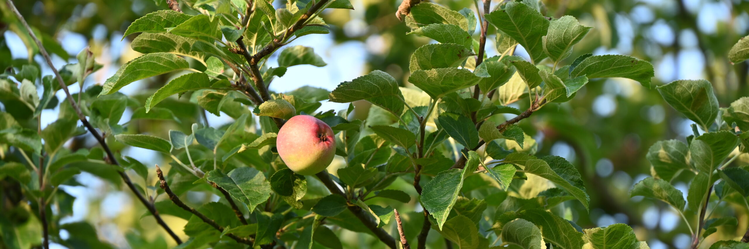 DSC_0953 Einzelner Apfel am Baum