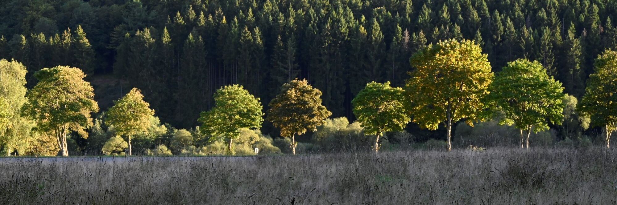 Allee Elkeringhausen 2 09-26 Header Eine Reihe Bäume im Abendlicht. Im Vordergrund eine trockene Wiese