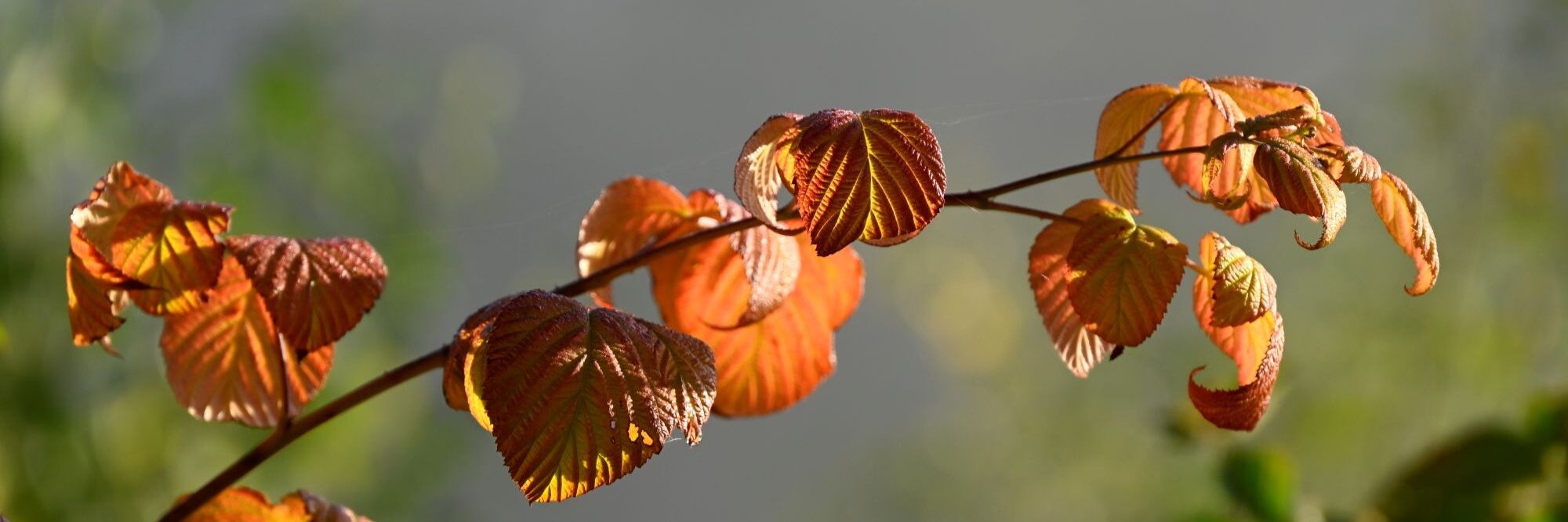 Brombeerblätter in der Sonne