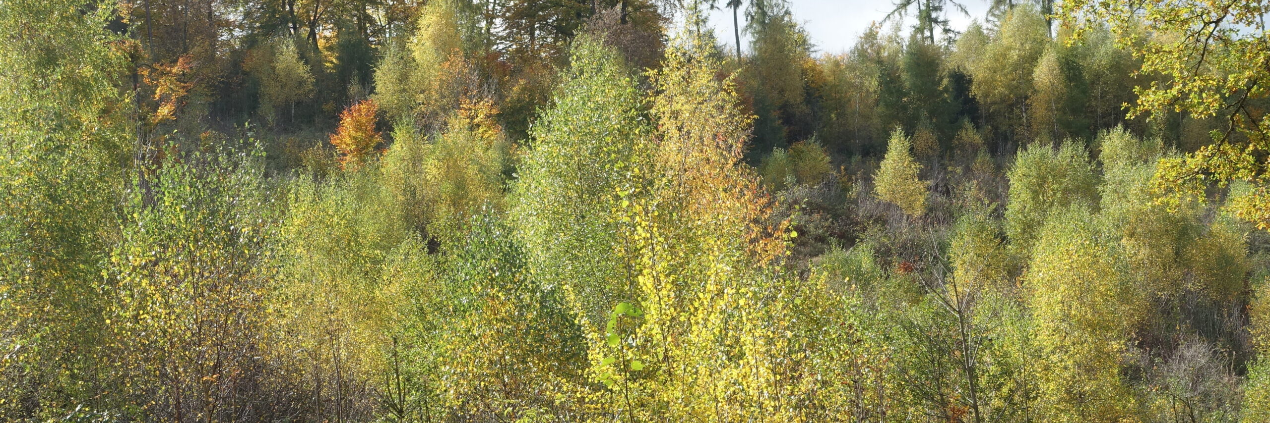 DSC01180 Bunter Herbstwald in der Sonne
