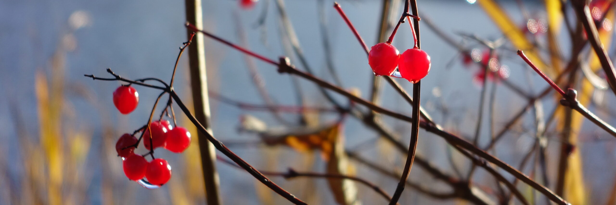 DSC01243 Rote Beeren und gelber Schilf vor blauem Hintergrund