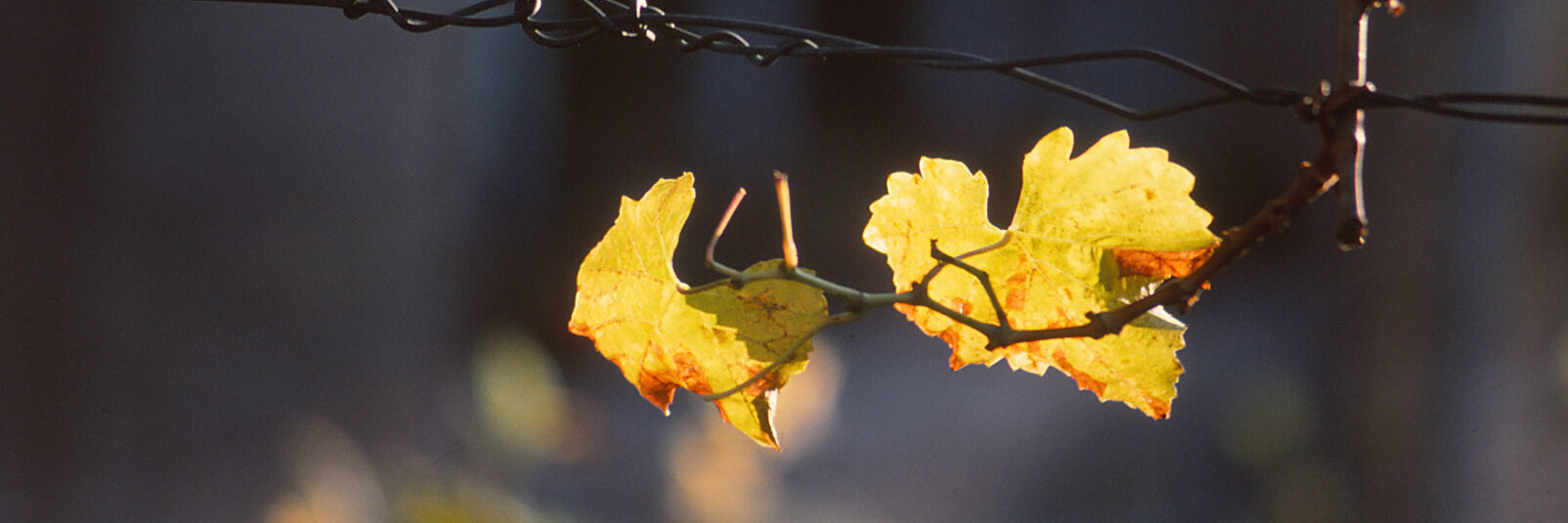 Weinblätter Weinblätter im Gegenlicht